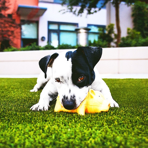 13 +1 συχνές ερωτήσεις για τον συνθετικό χλοοτάπητα 13 +1 συχνές ερωτήσεις για τον συνθετικό χλοοτάπητα